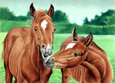 Arabian Equine art - Baby Talk